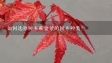 如何选择树木蕨盆景的树木种类?