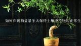 如何在刺柏盆景冬天保持土壤中植物的正常生理活动?