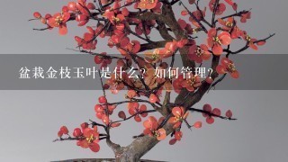 盆栽金枝玉叶是什么？如何管理？