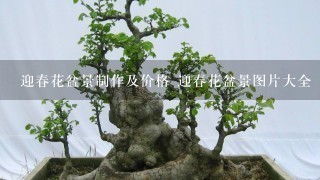 迎春花盆景制作及价格 迎春花盆景图片大全