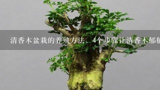 清香木盆栽的养殖方法，4个步骤让清香木郁郁葱葱