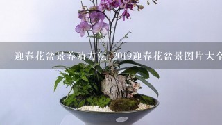 迎春花盆景养殖方法,2019迎春花盆景图片大全