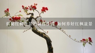 揭秘红枫盆景的制作步骤 如何养好红枫盆景