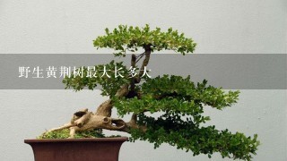 野生黄荆树最大长多大