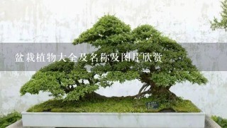 盆栽植物大全及名称及图片欣赏