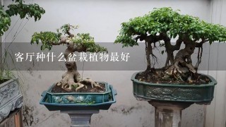 客厅种什么盆栽植物最好