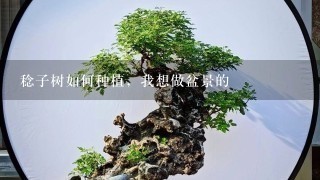 稔子树如何种植，我想做盆景的