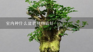 室内种什么盆栽植物最好