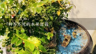 7种养不死的水果盆栽