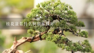 桂花盆景什么树根嫁接好