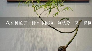 我家种植了1种木本植物，每枝分3叉，椭圆型长叶，秋天结蕾，初春就开花，花像蜂窝型的，花后长叶，有哪位行家知道是什么花？