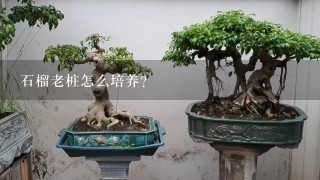 石榴老桩怎么培养？