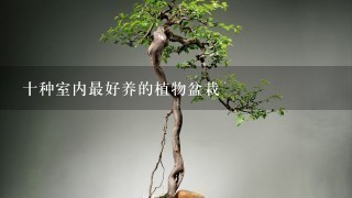 十种室内最好养的植物盆栽