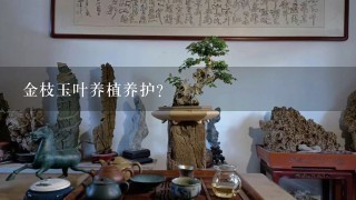 金枝玉叶养植养护？