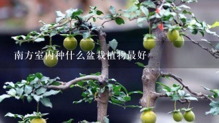 南方室内种什么盆栽植物最好