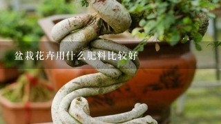 盆栽花卉用什么肥料比较好