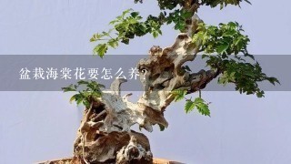 盆栽海棠花要怎么养？