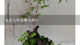 盆景7贤是哪几种??