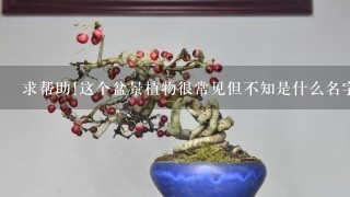 求帮助!这个盆景植物很常见但不知是什么名字，求解答!!