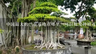 中国最大的兰花基地在哪里？可以批发种植连城铁皮石斛吗？