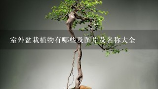 室外盆栽植物有哪些及图片及名称大全