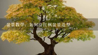 盆景教学：如何给红枫盆景造型