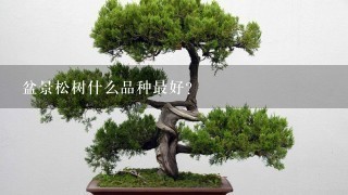 盆景松树什么品种最好？