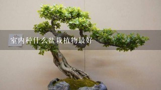 室内种什么盆栽植物最好