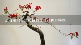 适合室内养殖的植物盆景品种有哪些