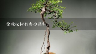 盆栽松树有多少品种？