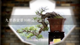 9里香盆景10种造型法？