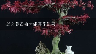 怎么养雀梅才能开花结果