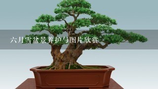 6月雪盆景养护与图片欣赏