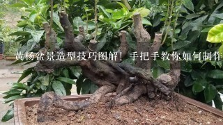 黄杨盆景造型技巧图解！手把手教你如何制作漂亮的黄