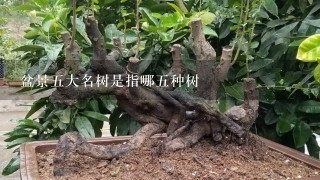 盆景5大名树是指哪5种树