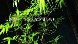 盆栽植物大全及名称及图片欣赏