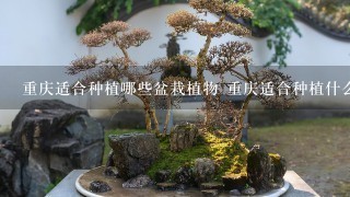 重庆适合种植哪些盆栽植物 重庆适合种植什么盆栽植物