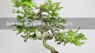 新种小榆树盆景刚发芽的管理技巧