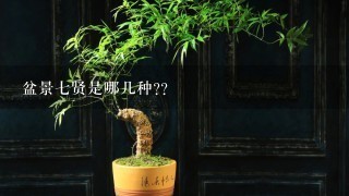 盆景7贤是哪几种??