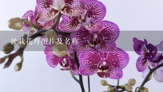 盆栽花卉图片及名称