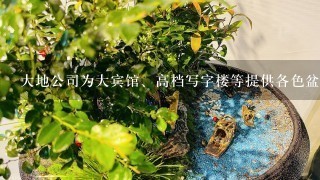 大地公司为大宾馆、高档写字楼等提供各色盆景、景观植物,品种多达上千种。为了更牢固