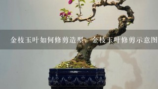 金枝玉叶如何修剪造型，金枝玉叶修剪示意图解