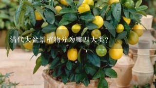 清代大盆景植物分为哪4大类?