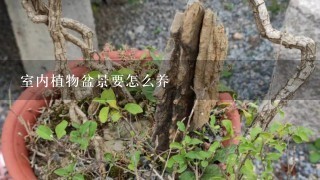 室内植物盆景要怎么养