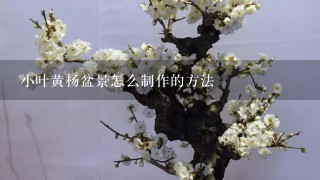 小叶黄杨盆景怎么制作的方法