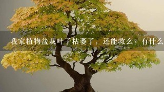 我家植物盆栽叶子枯萎了，还能救么？有什么好办法，