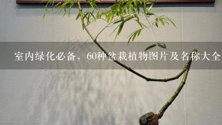 室内绿化必备，60种盆栽植物图片及名称大全