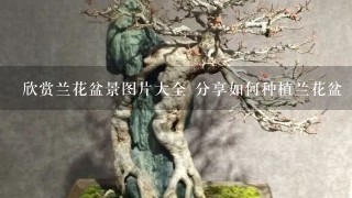 欣赏兰花盆景图片大全 分享如何种植兰花盆