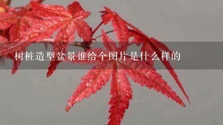 树桩造型盆景谁给个图片是什么样的