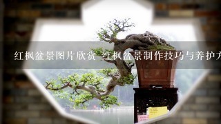 红枫盆景图片欣赏 红枫盆景制作技巧与养护方法